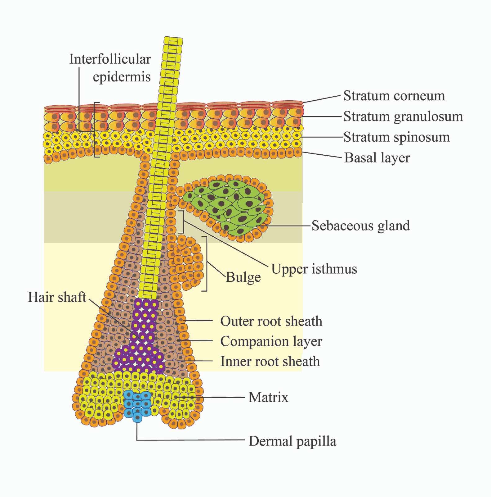 #Figure 1